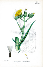 Marsh Sow-thistle