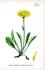 Marygold-flowered Hawkweed
