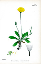 Mouse-ear Hawkweed