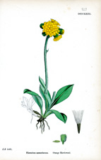 Orange Hawkweed
