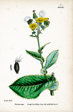 Rough Sow-thistle, form with undivided leaves
