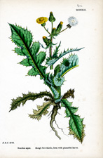 Rough Sow-thistle, form with pinnatifid leaves
