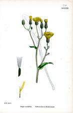 Scabious-leaved Hawk's-beard