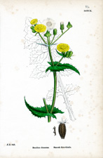 Smooth Sow-thistle