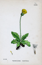 Spotted Cat's-ear