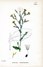 Strong-scented Lettuce