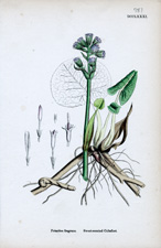 Sweet-scented Coltsfoot