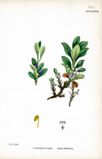 Alpine Bearberry