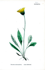 Alpine Hawkweed