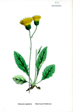 Black-headed Hawkweed