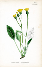 Cat's-ear Hawkweed