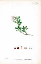 Common Bearberry