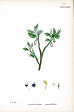 Common Bilberry