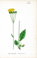 Compact Hawkweed