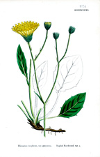 English Hawkweed