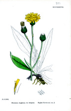 English Hawkweed