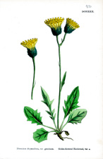 Golden-flowered Hawkweed