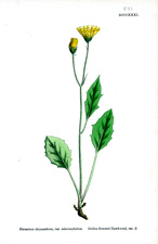 Golden-flowered Hawkweed