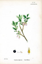 Great Bilberry