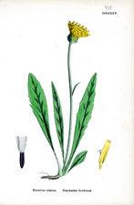 Grey-headed Hawkweed
