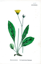 Grey-lingulate-leaved Hawkweed