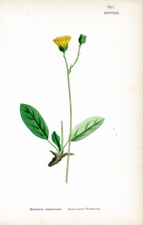 Hairy-leaved Hawkweed