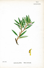 Marsh Andromeda