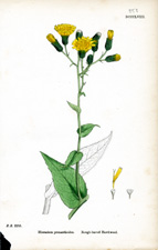 Rough-leaved Hawkweed