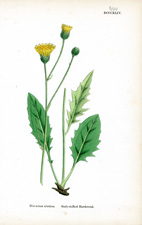 Scaly-stalked Hawkweed
