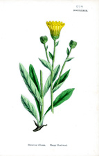 Shaggy Hawkweed