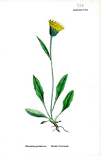 Slender Hawkweed