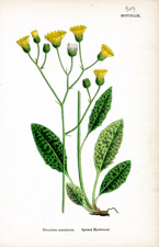 Spotted Hawkweed