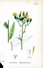 Straight-branched Hawkweed