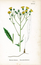 Three-toothed Hawkweed