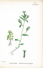 Small-flowered Venus'-looking-glass
