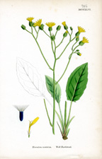 Wall Hawkweed