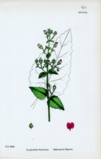 Balm-leaved Figwort