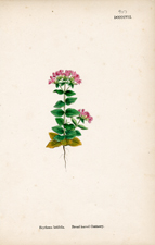 Broad-leaved Centaury