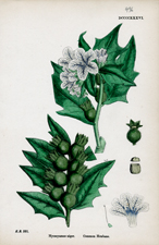 Common Henbane