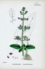 Common Water Betony
