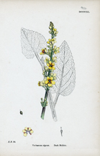 Dark Mullein