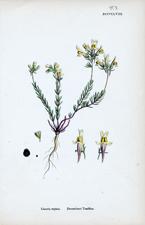 Decumbent Toadflax