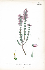 Fine-leaved Heath