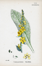 Hoary Mullein