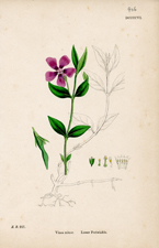 Lesser Periwinkle