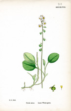 Lesser Winter-green