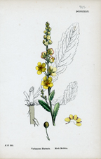 Moth Mullein