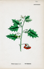 Red Nightshade