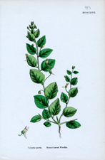 Round-leaved Fluellin