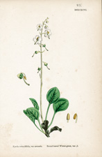 Round-leaved Winter-green